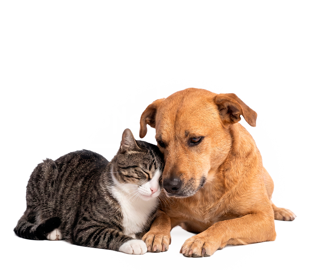 IMG-VOLL PETS
